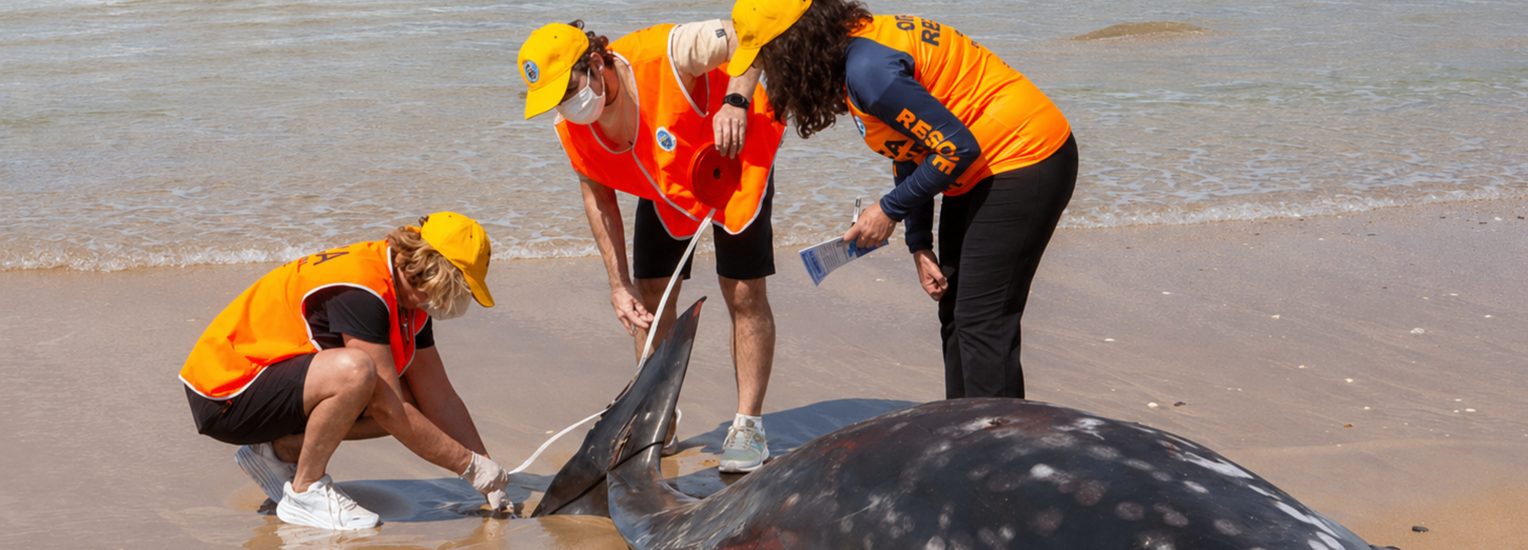 When sharing isn't caring: sociality of marine mammals vulnerability to the spread of infectious diseases