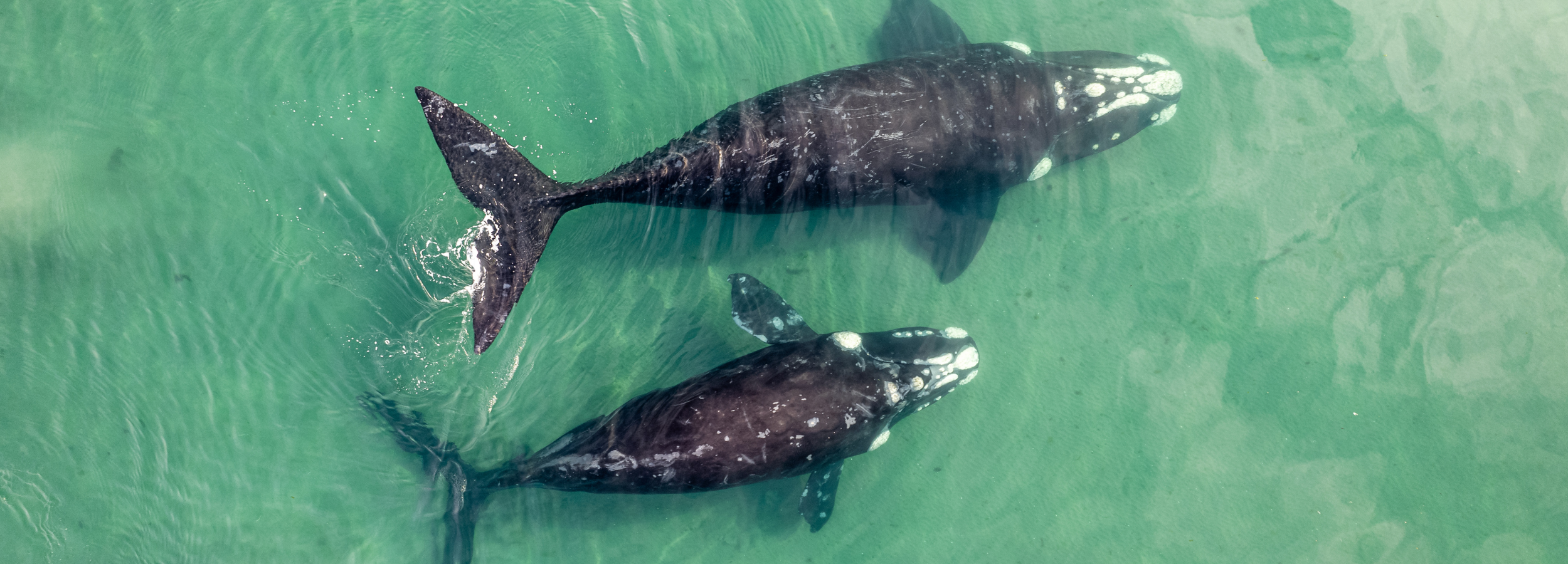 Warnings from ocean sentinels: climate crisis linked to reduced southern right whale birth rates